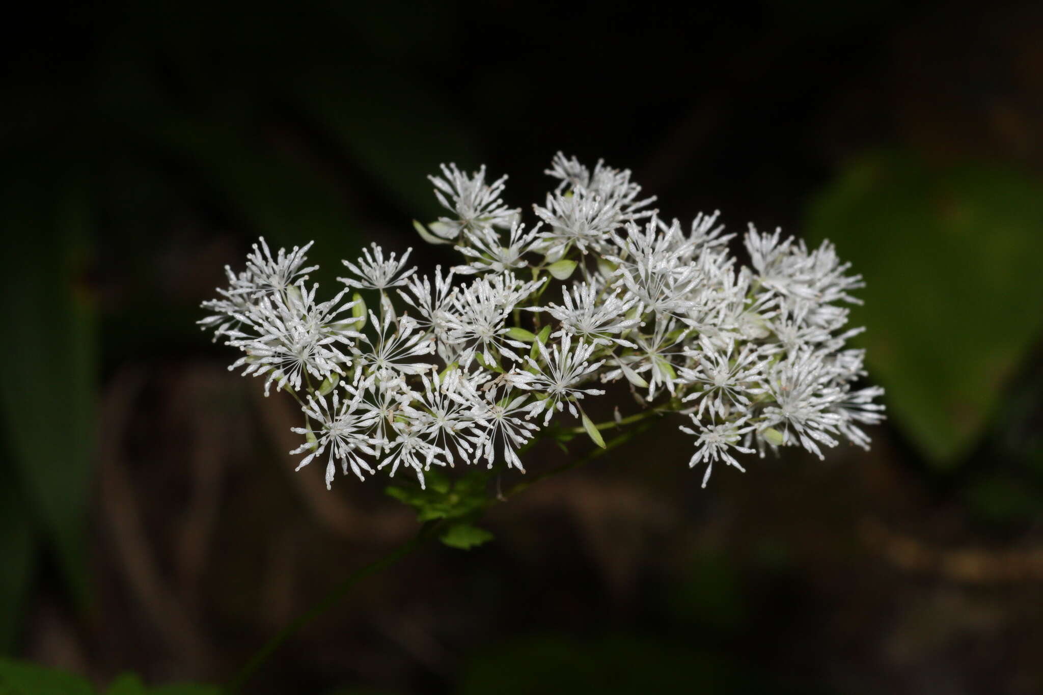 Imagem de Thalictrum tuberiferum Maxim.