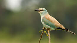 Image of European Roller