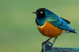 Image of Superb Starling