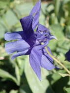 Aquilegia alpina L. resmi