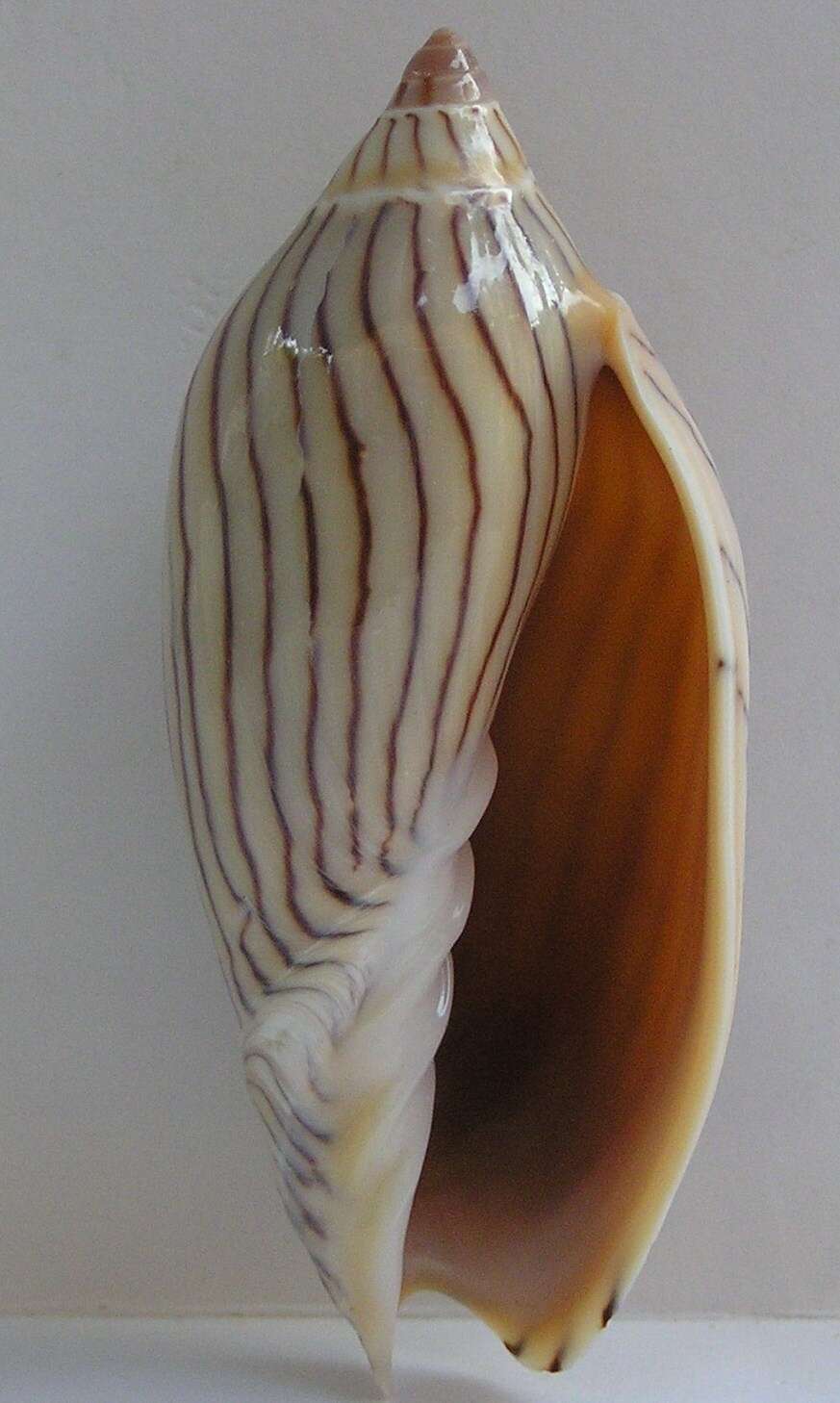 Image de Amoria ellioti (G. B. Sowerby II 1864)