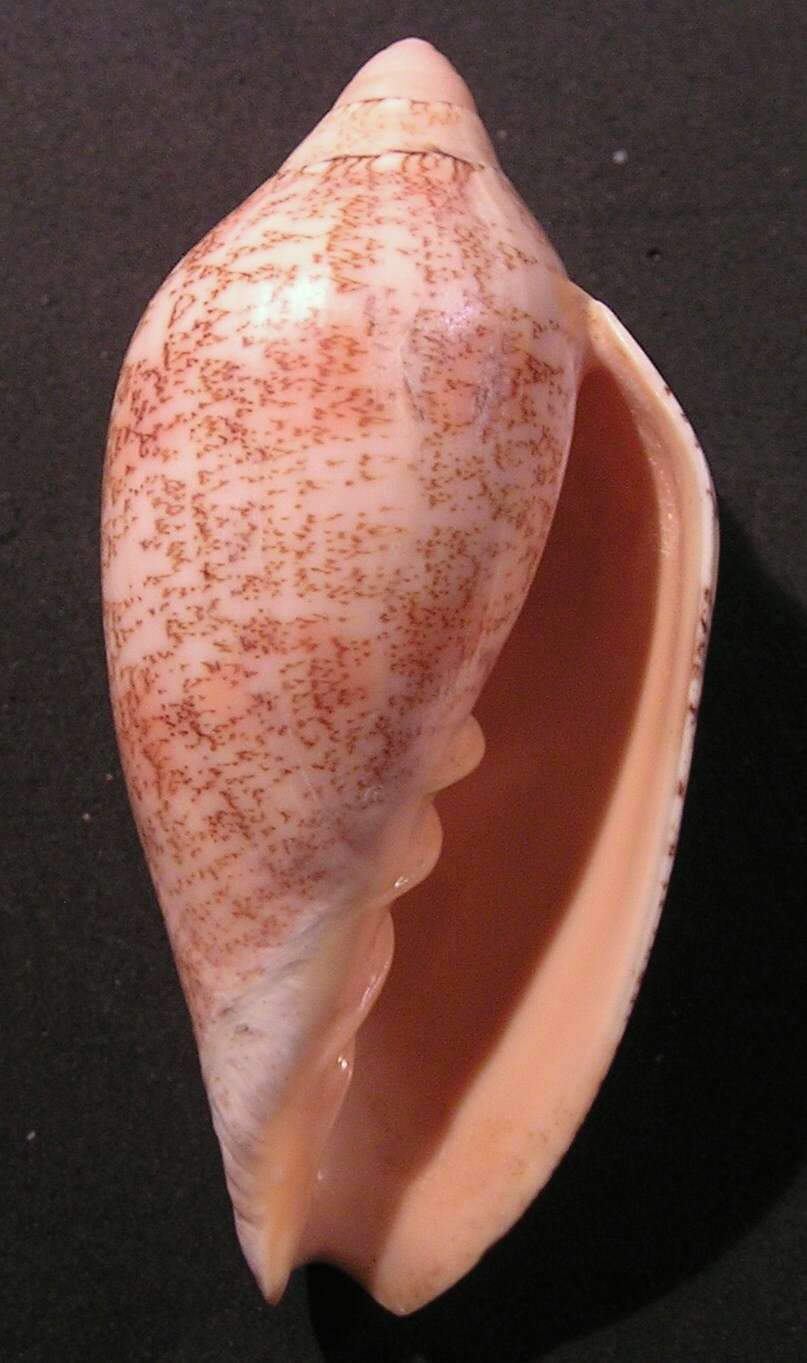 Image of Amoria exoptanda (Reeve 1849)