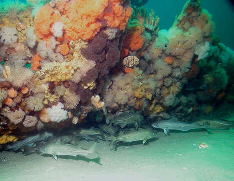 Image of Atlantic cod