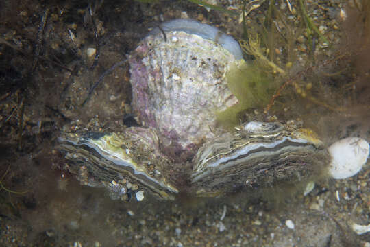 Image of Angasi oyster