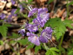 Phacelia bipinnatifida Michx. resmi