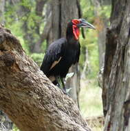 Image of Southern Ground Hornbill