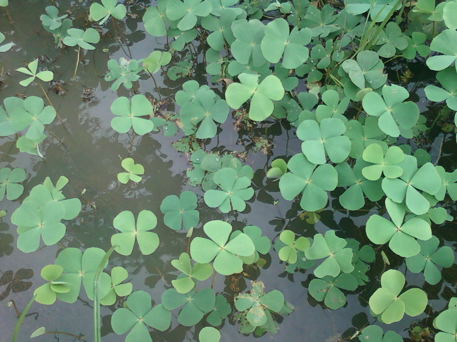 Plancia ëd Marsilea quadrifolia L.