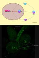 Image of fruit fly