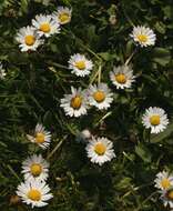 Image of Daisy