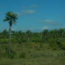 Image de Colpothrinax wrightii Schaedtler