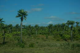 Image de Colpothrinax wrightii Schaedtler