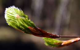 Image of European beech