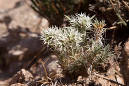 Image of Wilkinson's nailwort