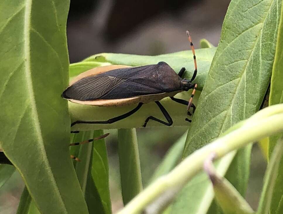 Plancia ëd Homoeocerus (Homoeocerus) annulatus (Thunberg 1822)