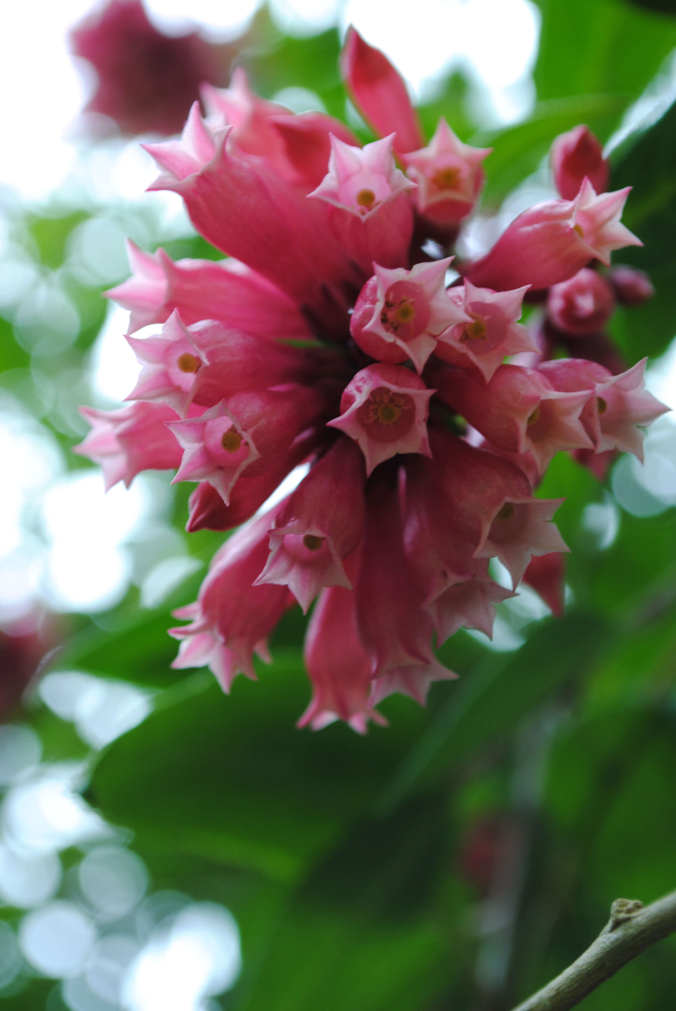 Image of purple cestrum