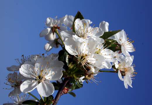 Plancia ëd Prunus cerasus L.