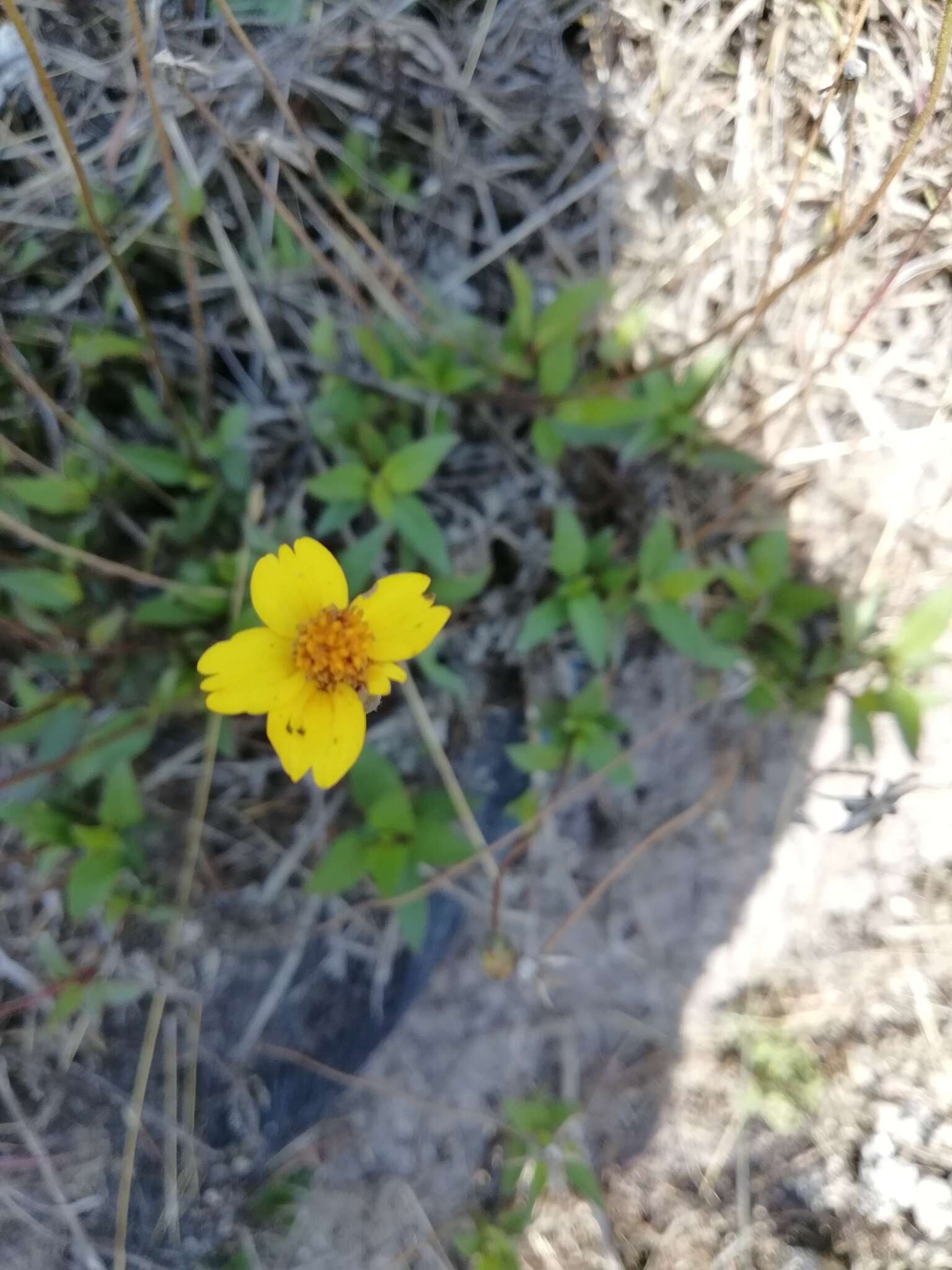 Image of Tridax purpusii Brandeg.