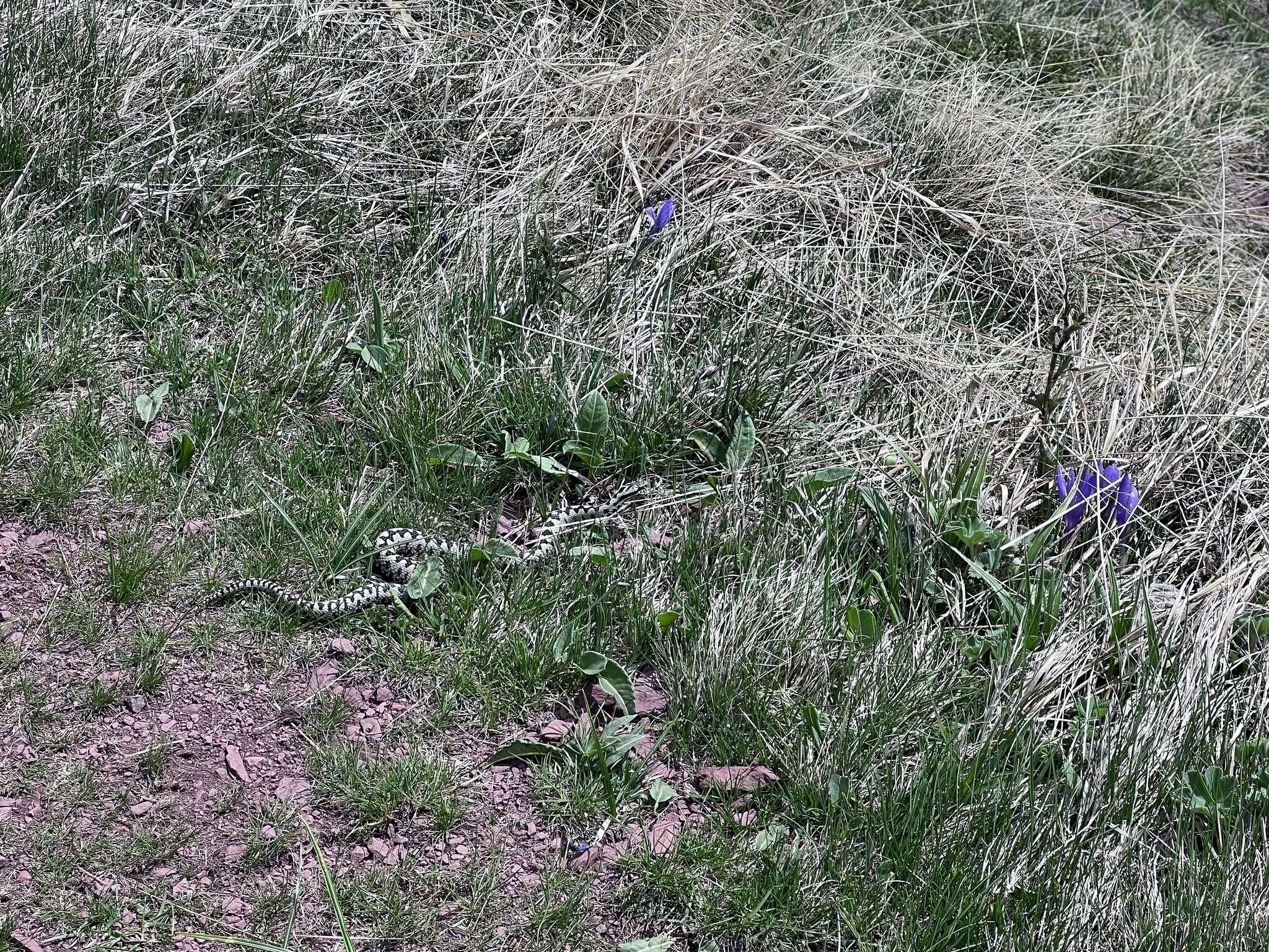 Image of Vipera berus bosniensis Boettger 1889