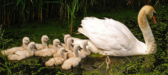 Image of Mute Swan