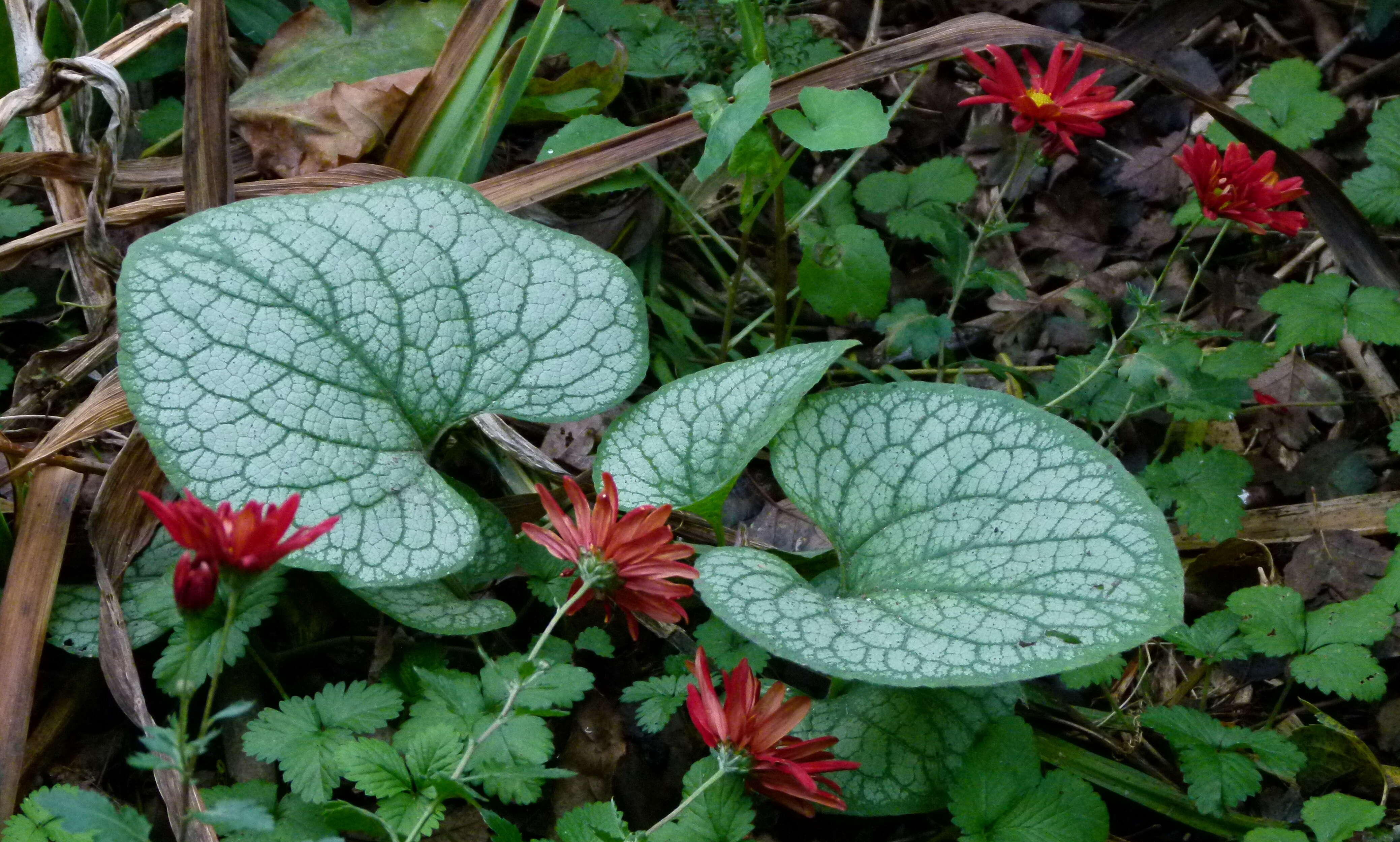 Image of False Forget-Me-Not