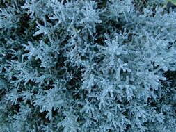 Image of lavender cotton