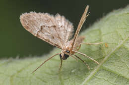 Gymnoscelis imparatalis Walker 1865 resmi