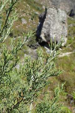 Image of Mountain cedar