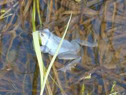 Image of Altai Brown Frog (Altai Mountains Populations)