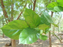 Image of Pongamia