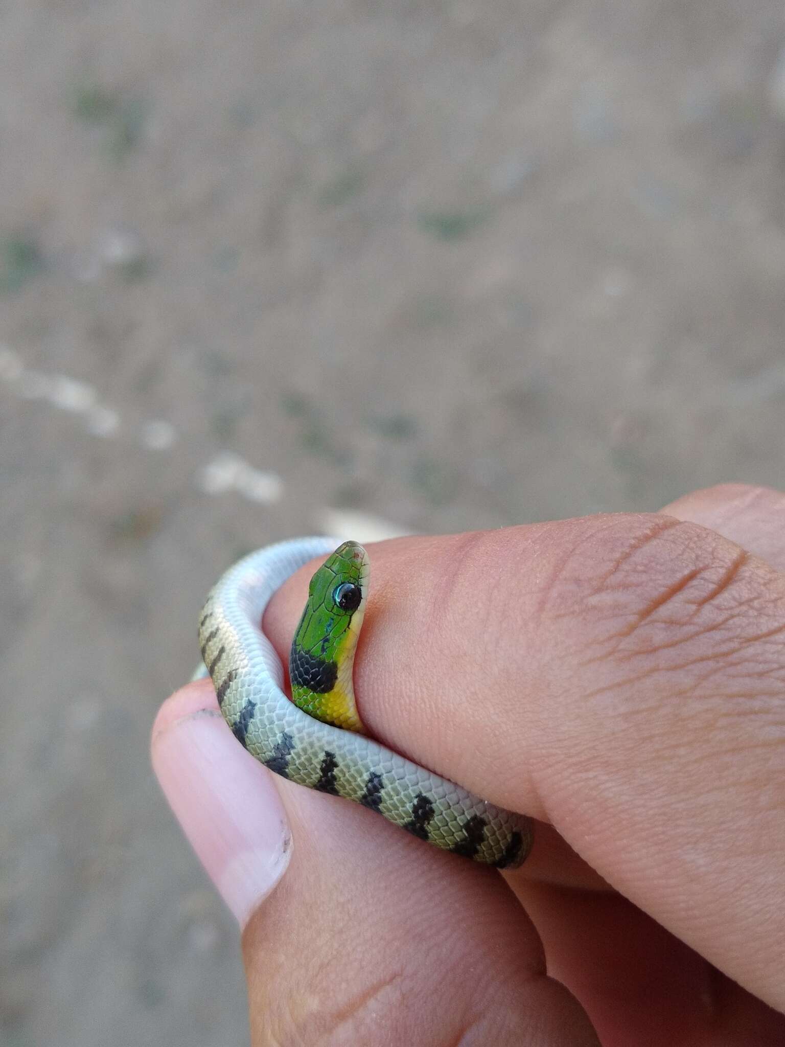 Image of Crown Ground Snake