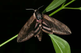 Image of privet hawk-moth