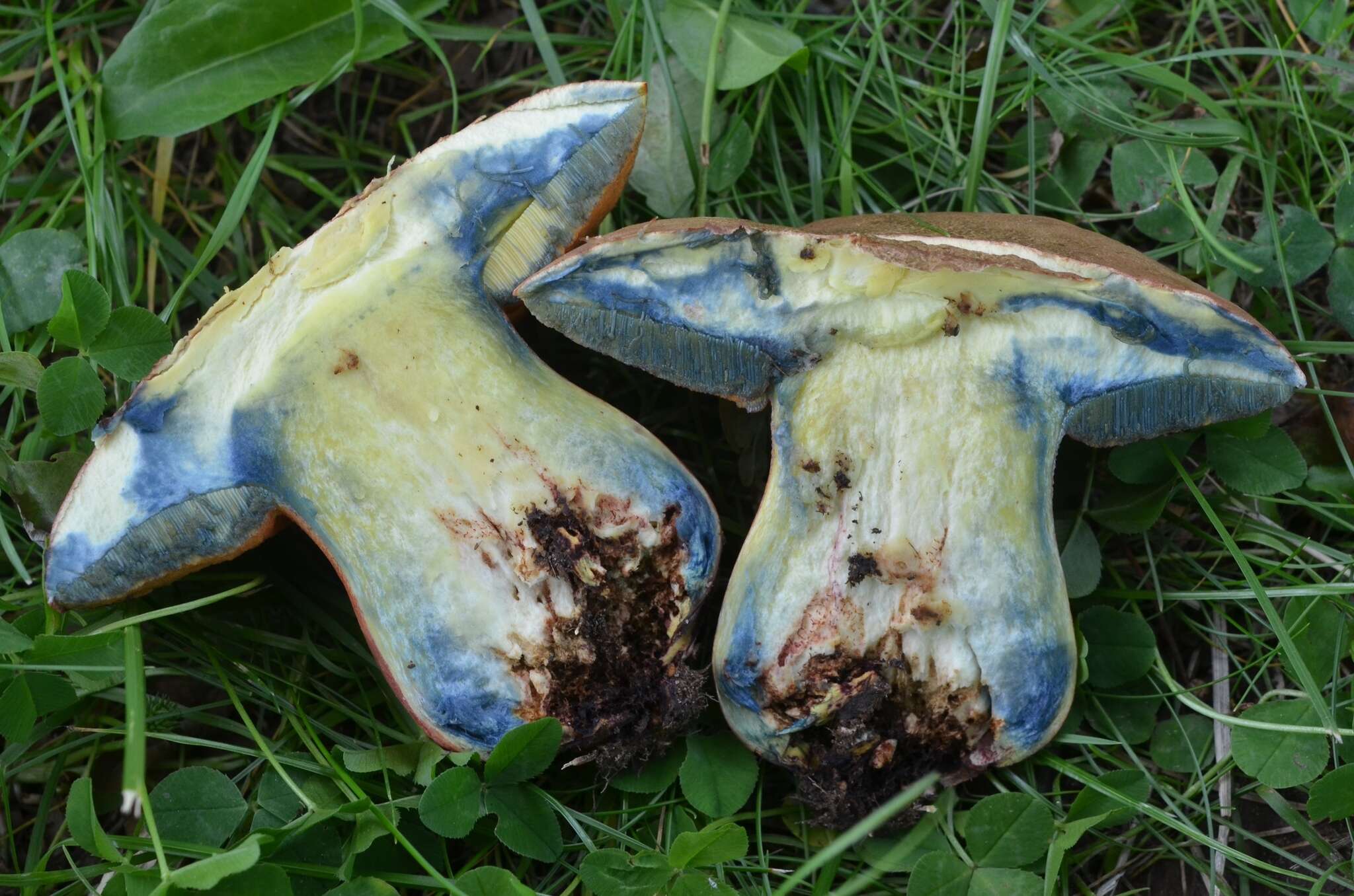 Image of Rubroboletus legaliae (Pilát & Dermek) Della Maggiora & Trassin. 2015