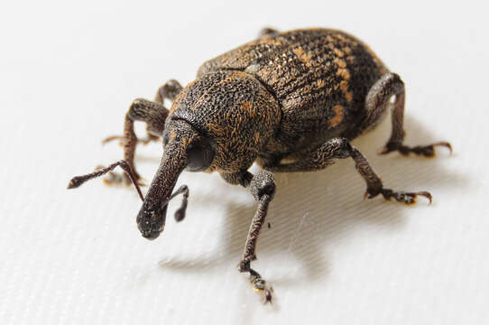 Image of Pissodes weevil