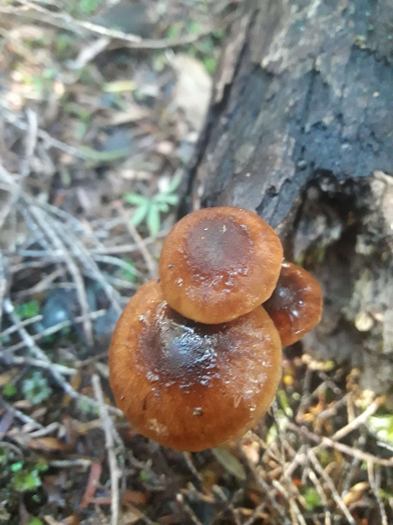 Image of Pholiota multicingulata E. Horak 1983