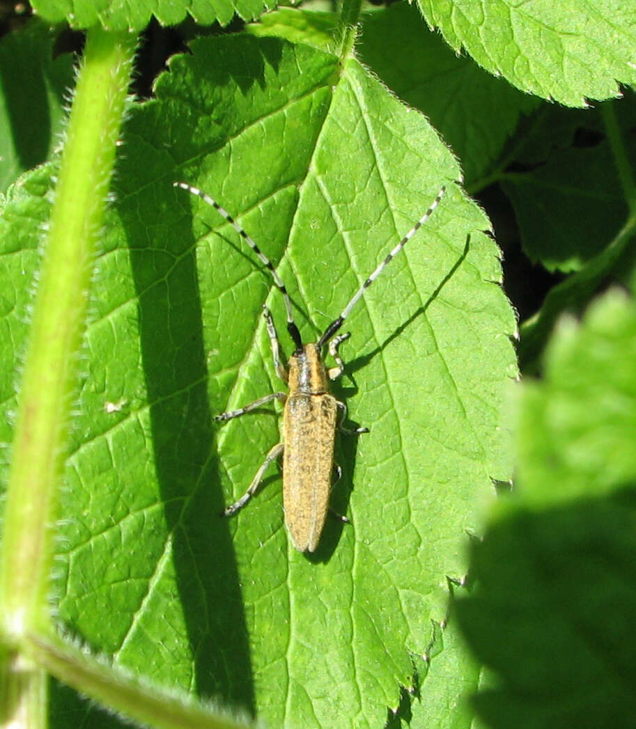 Image of Agapanthia (Epoptes) villosoviridescens (Degeer 1775)