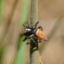 Image of Peacock spider