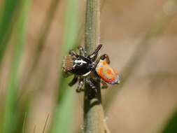 Image of Peacock spider