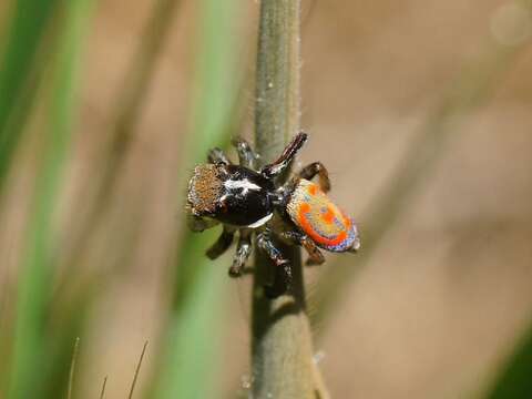 Image of Maratus pavonis (Dunn 1947)