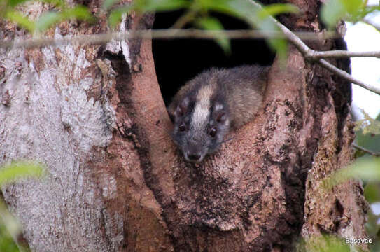 Image of yellow-crowned brush-tailed rat