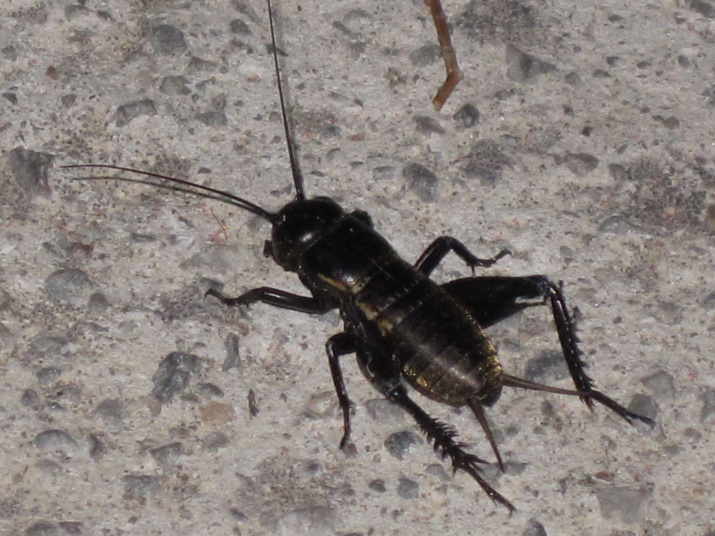 Image of two-spotted cricket