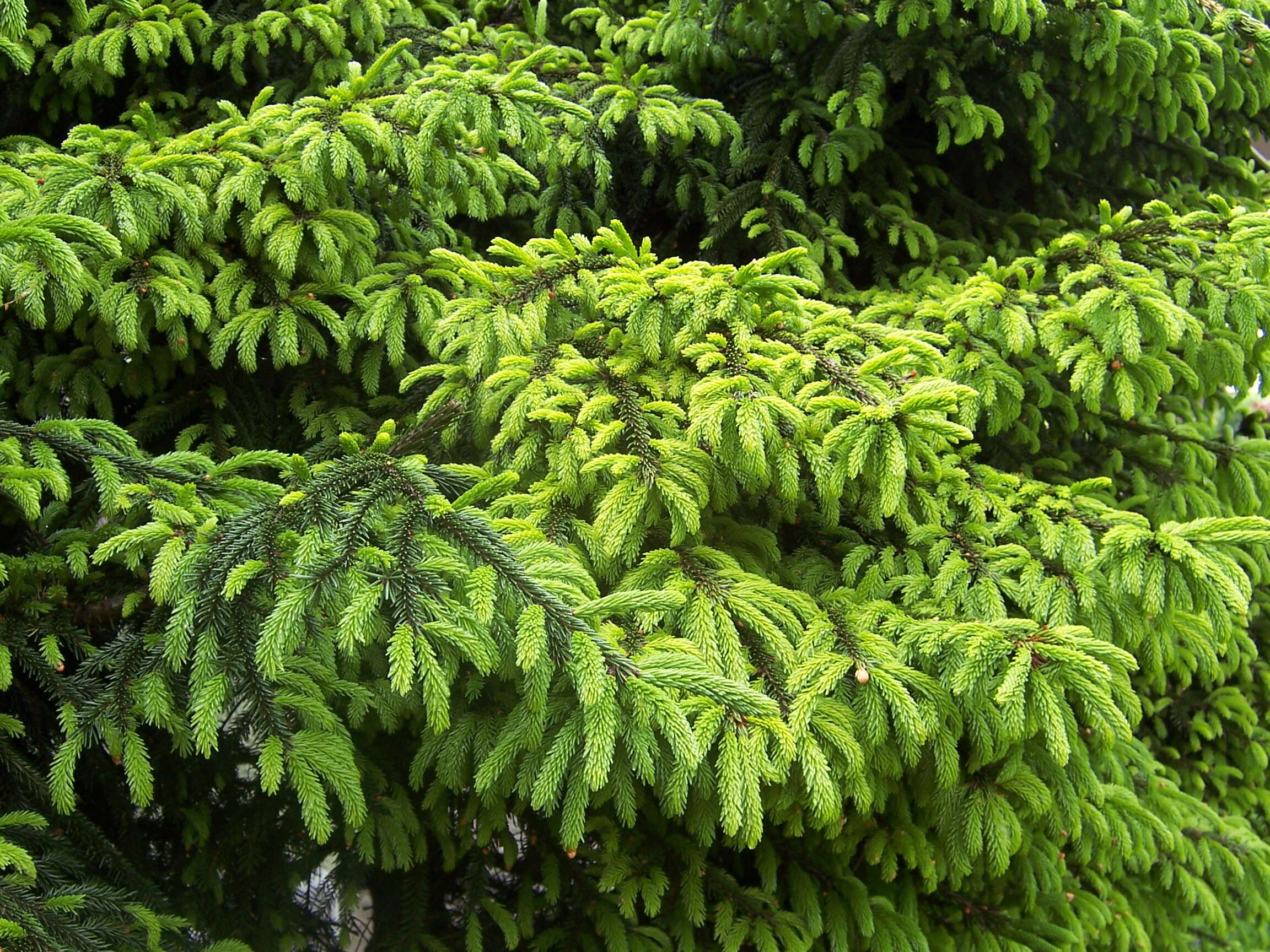 Image of Caucasian Spruce