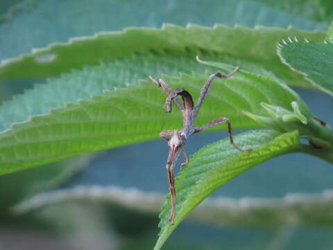 Image of Extatosoma tiaratum (Macleay & W. S. 1826)