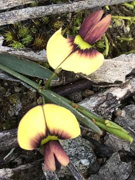 Imagem de Templetonia stenophylla (F. Muell.) J. M. Black