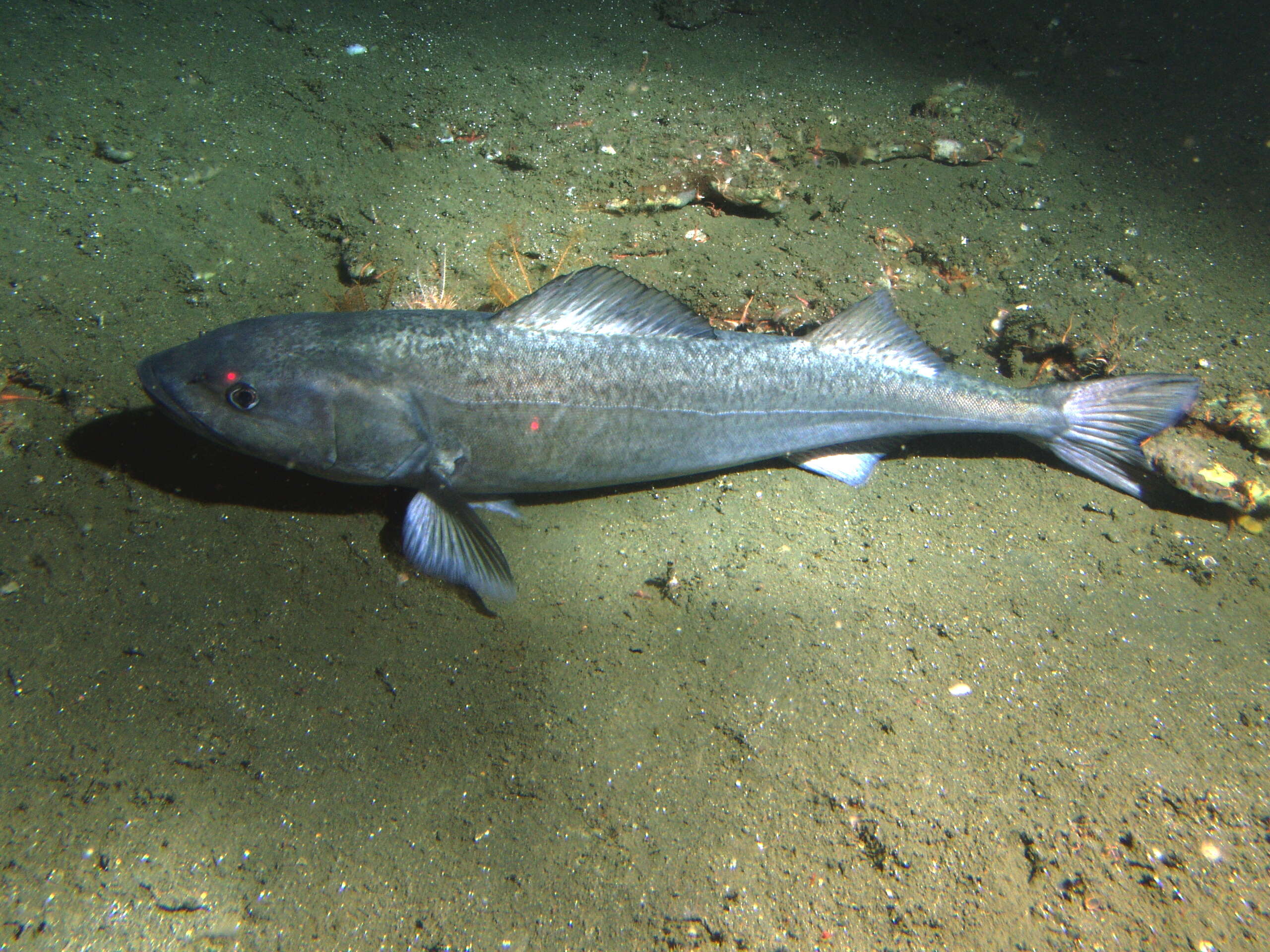 Image of sablefishes