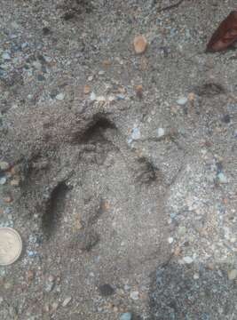 Image of Brazilian Tapir