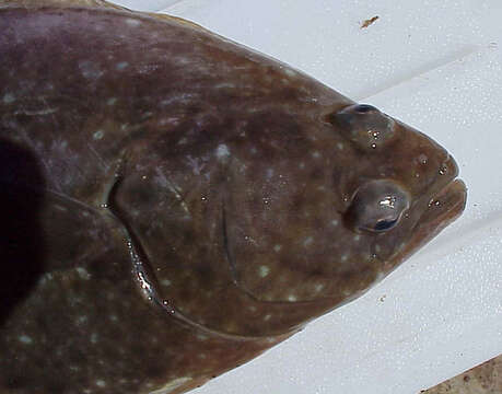 Image of Pacific halibut