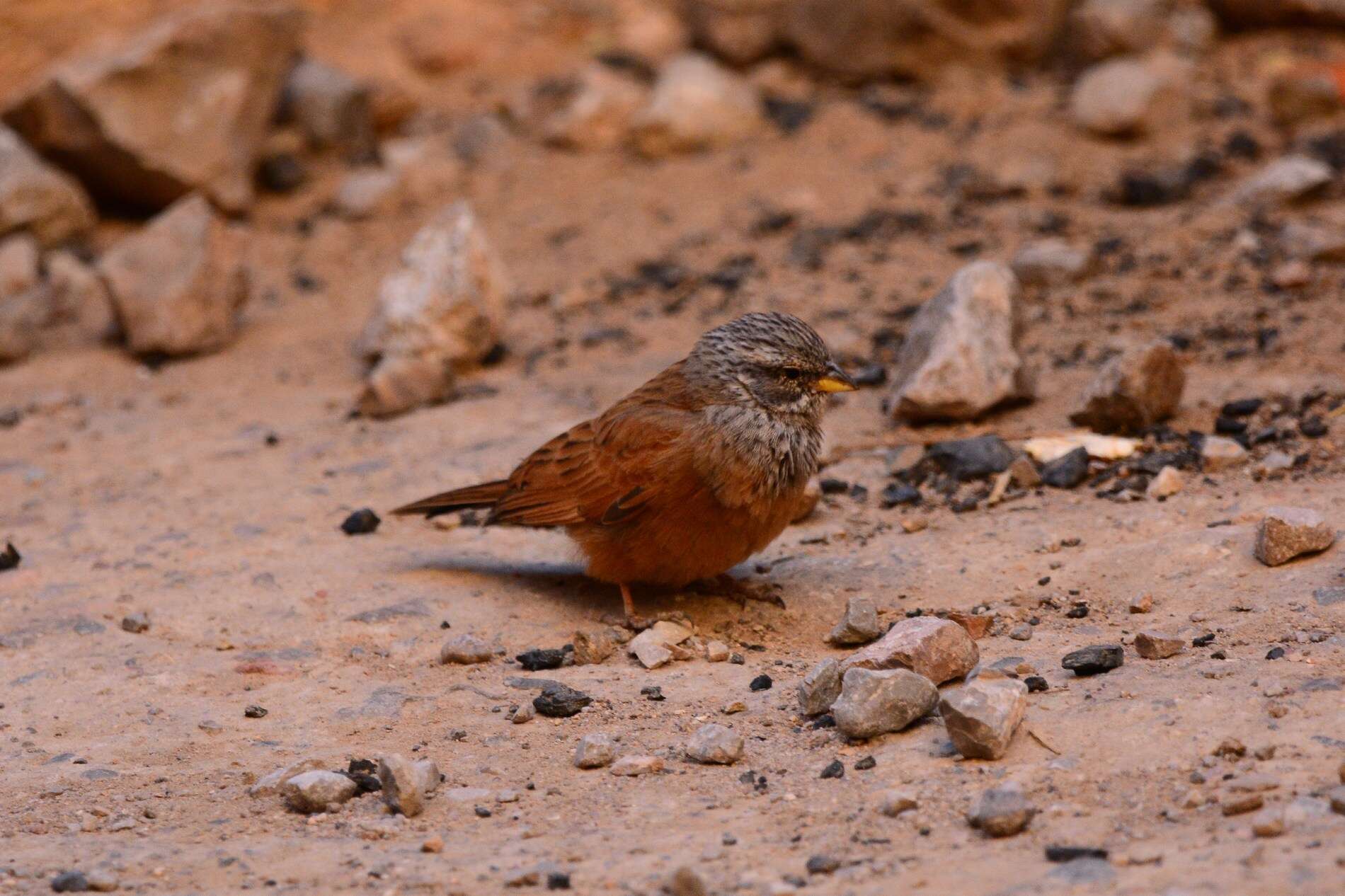 Imagem de Emberiza sahari Levaillant & J 1850