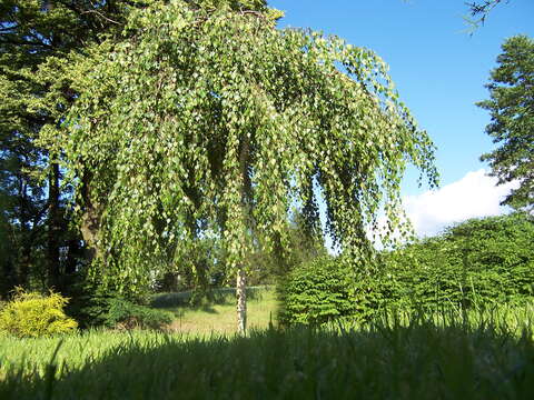 Image of Common Birch