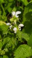 Image of Lamium flexuosum Ten.