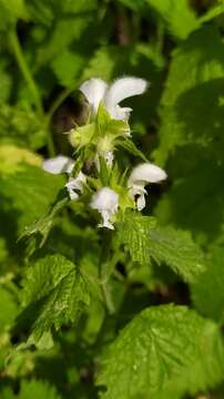 Слика од Lamium flexuosum Ten.